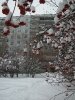 Зимой в Краснообске великолепие снежного сияния