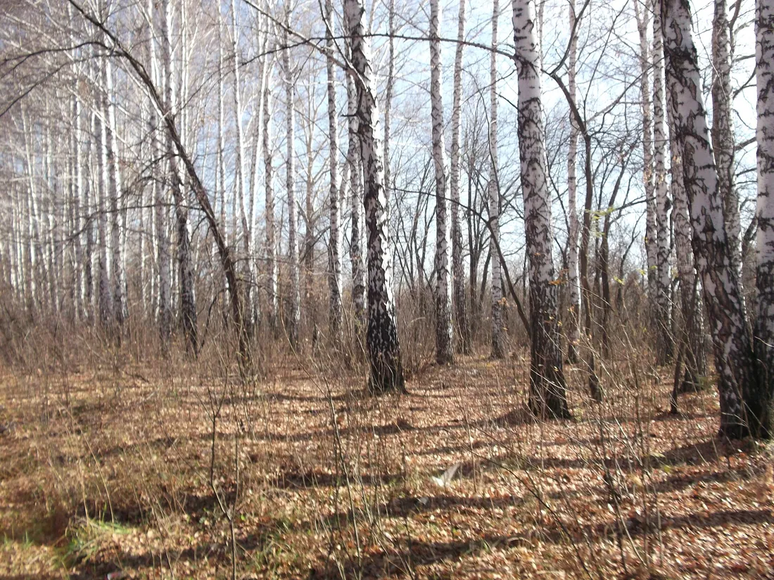 Лес в Новосибирском районе. Фото: DreaMmer / CC BY 3.0, via Wikimedia Commons