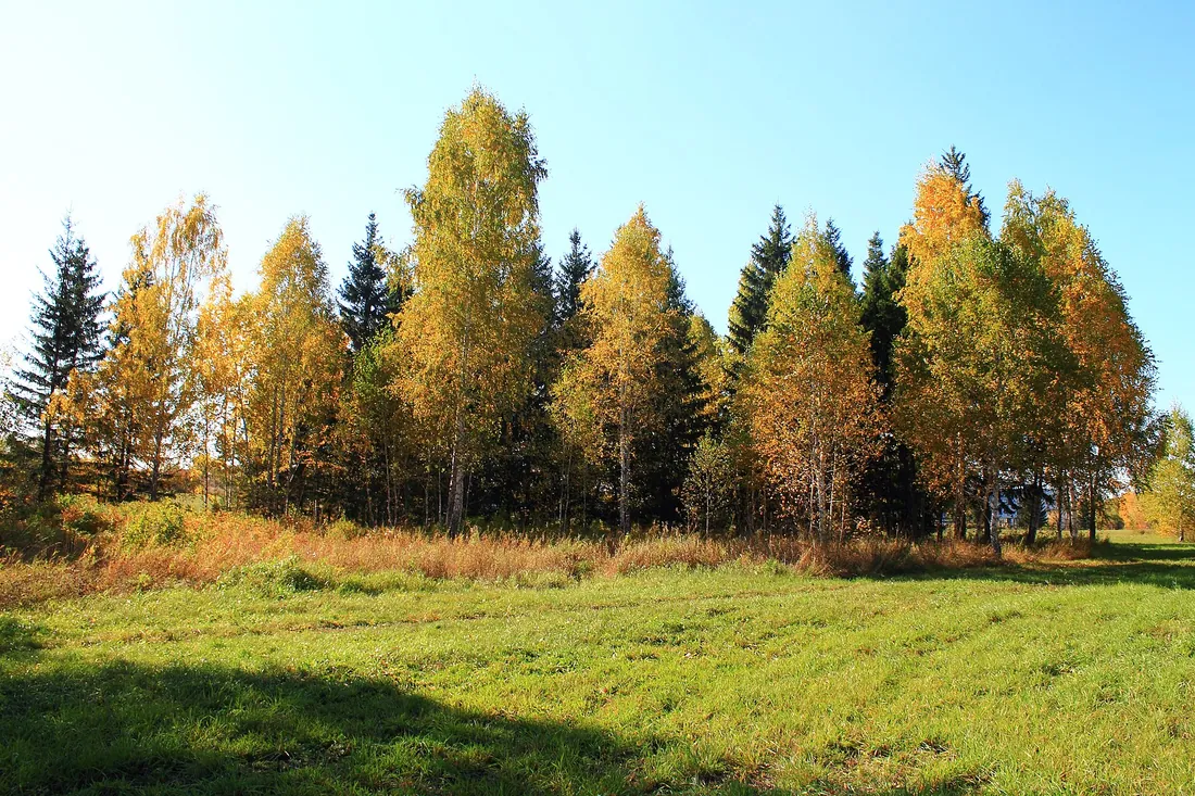 Краснообск, Новосибирский район. Фото: zeleninsam / CC BY 3.0, via Wikimedia Commons