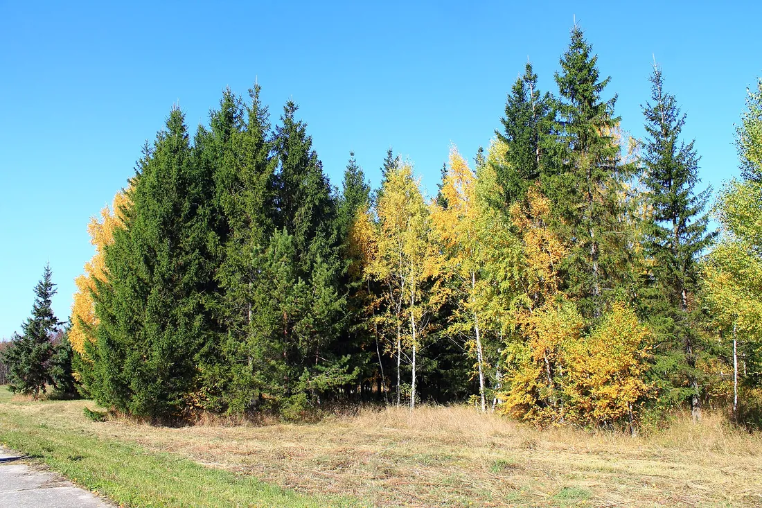 Краснообск, Новосибирский район. Фото: zeleninsam / CC BY 3.0, via Wikimedia Commons