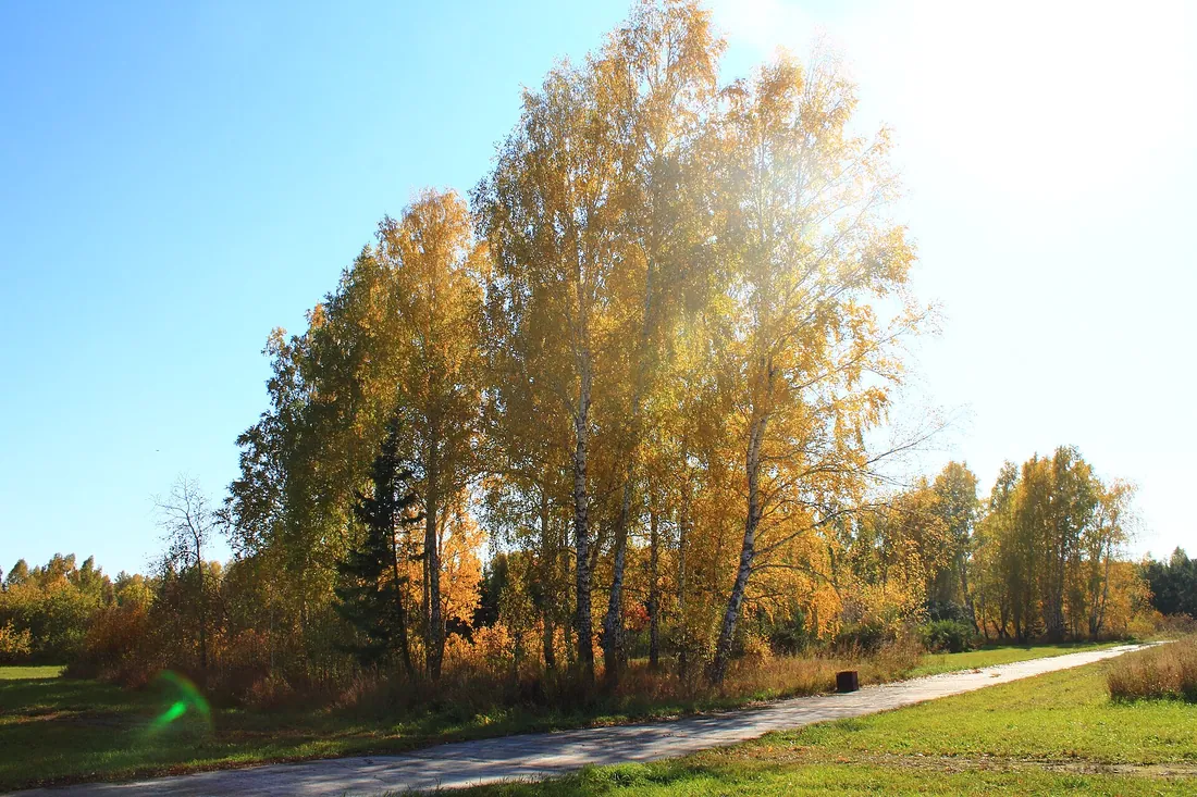 Novosibirsky District, Novosibirsk Oblast, Russia. Фото: zeleninsam / CC BY 3.0, via Wikimedia Commons