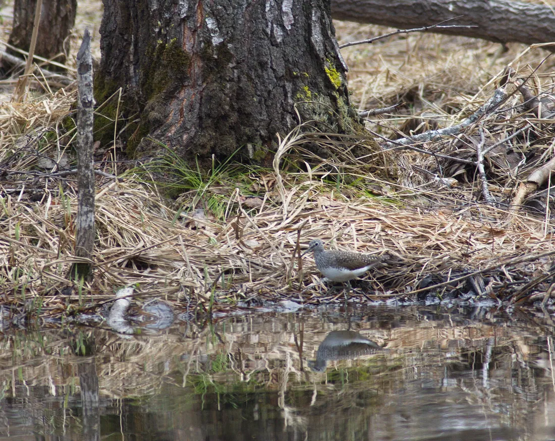 This Green Sandpiper flew to the beaver pond when I was sitting there trying to do some boring editing work…