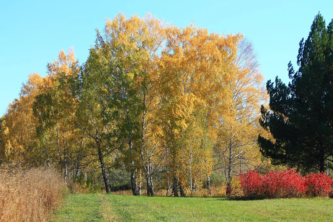 Novosibirsky District, Novosibirsk Oblast, Russia. Фото: zeleninsam / CC BY 3.0, via Wikimedia Commons