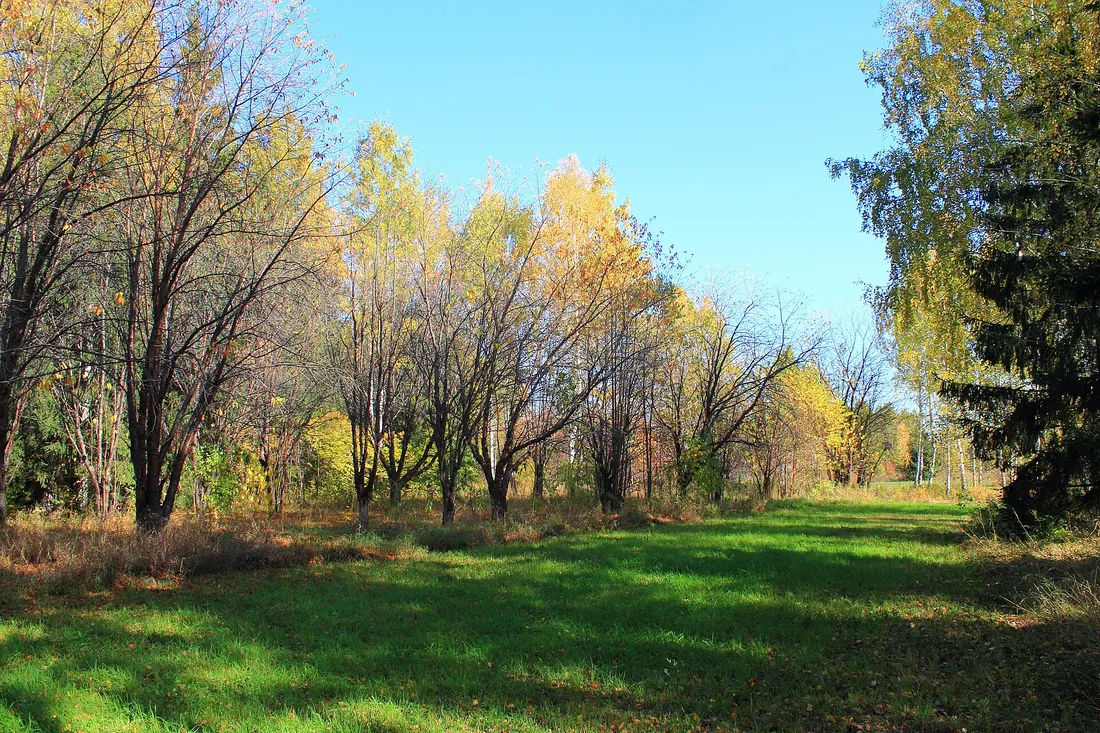 Краснообск, Новосибирский район. Фото: zeleninsam / CC BY 3.0, via Wikimedia Commons