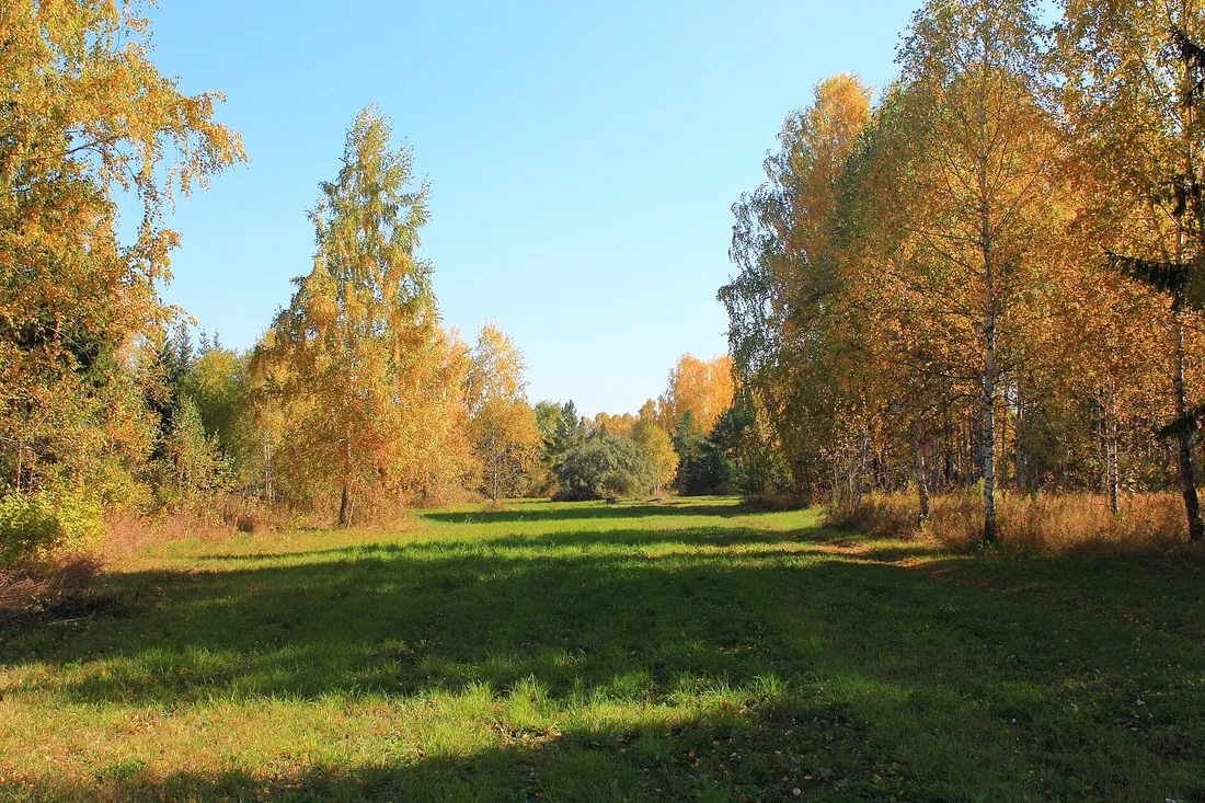 Краснообск, Новосибирский район. Фото: zeleninsam / CC BY 3.0, via Wikimedia Commons