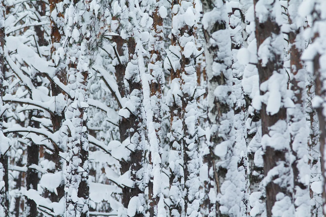 snow and pine trees :). Фото: T / CC BY-SA 2.0, via Wikimedia Commons