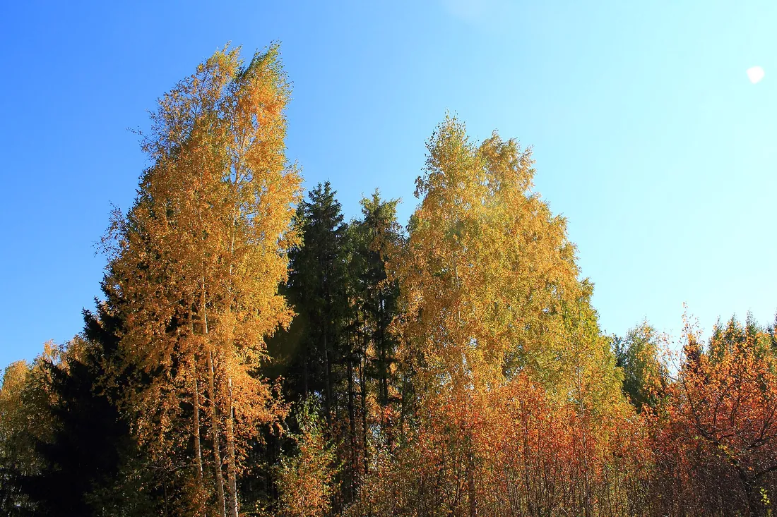 Краснообск, Новосибирский район. Фото: zeleninsam / CC BY 3.0, via Wikimedia Commons
