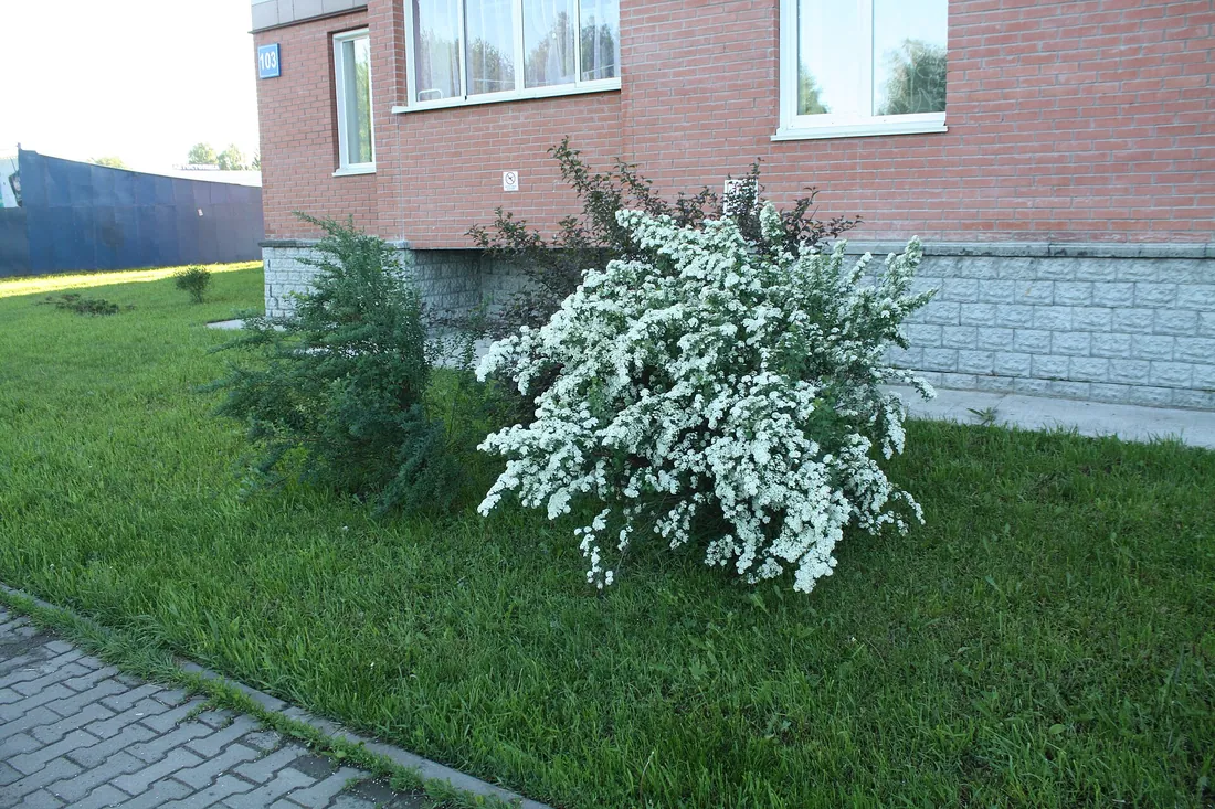 Краснообск, жилой квартал. Фото: К.Артём.1 / CC BY-SA 4.0, via Wikimedia Commons