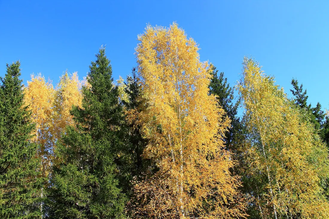 Краснообск, Новосибирский район. Фото: zeleninsam / CC BY 3.0, via Wikimedia Commons