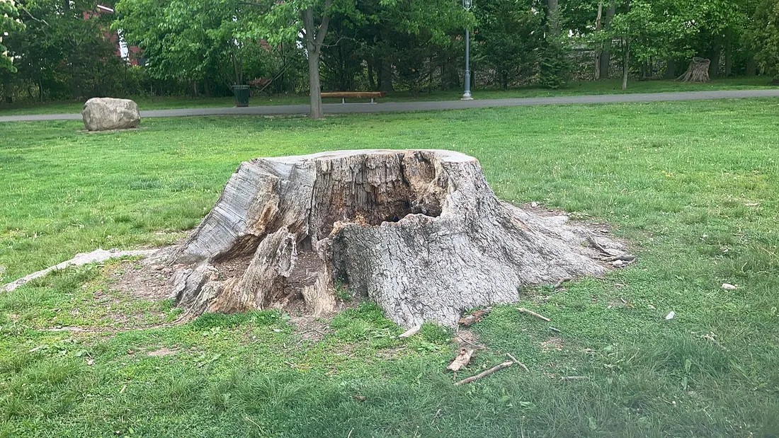 A large, hollow tree stump in a mown field. Фото: Simplificationalizer / CC0, via Wikimedia Commons