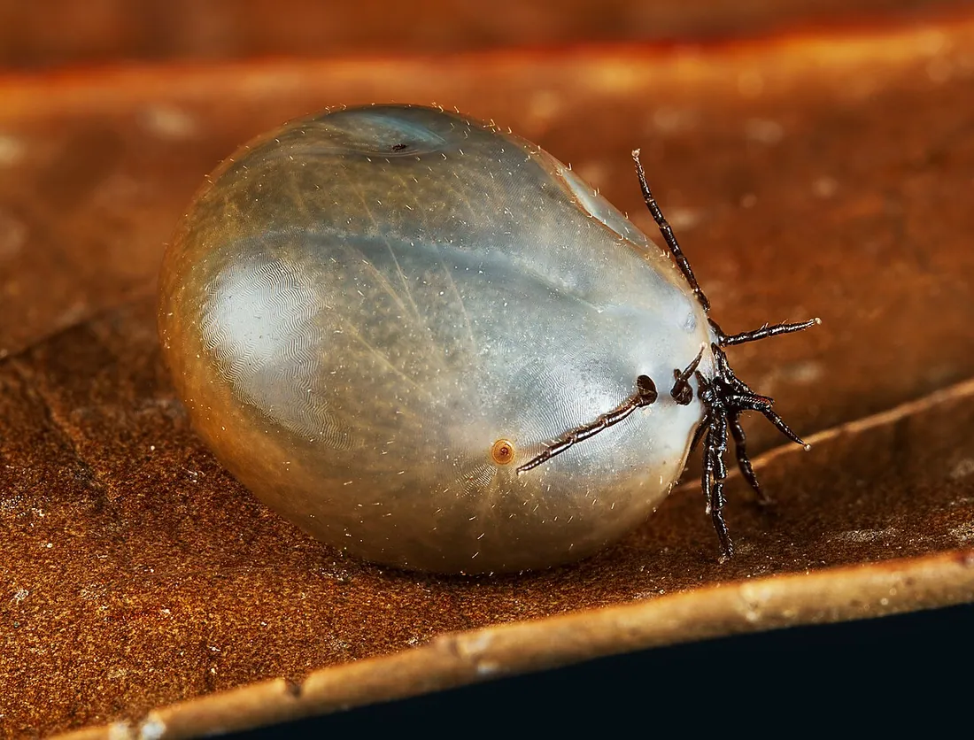 Female Ixodes ricinus engorged after a blood meal. As an obligate ectoparasite, the tick expands dramatically…