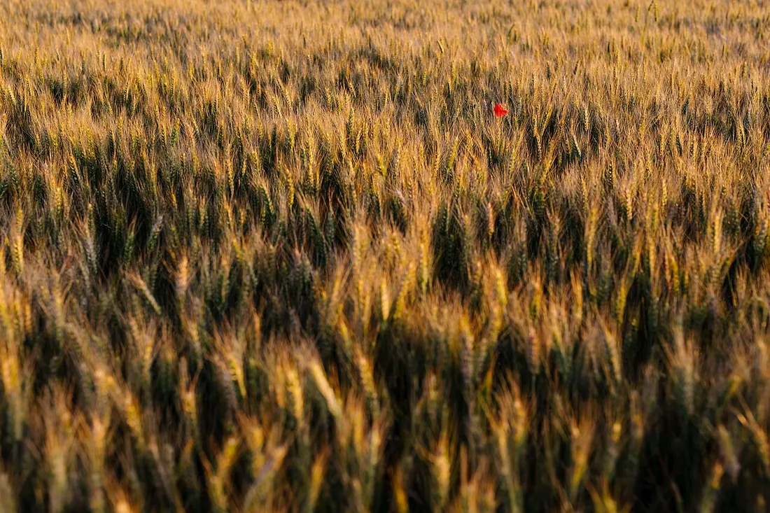 Orange yellow wheat in wheatfield in summer season. Фото: Drazen Nesic / Copyrighted free use, via Wikimedia…