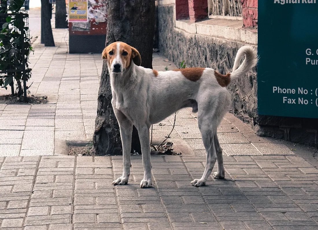 Stray dog in the streets of Pune. Фото: AVasanth (WMF) / CC BY 4.0, via Wikimedia Commons